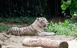 Singapore Zoo 